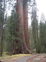 Sequoia 1