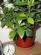 plant