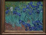 iris