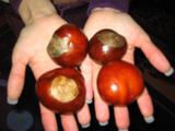 poison chestnut