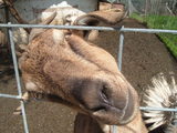 goat funny face