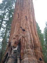 Sequoia 2