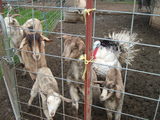 mark's goats