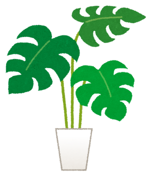 plant_monstera