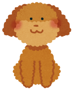 toy_poodle