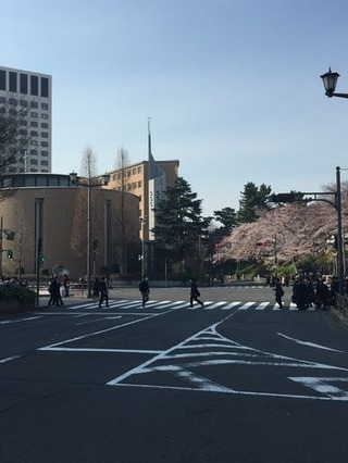 桜