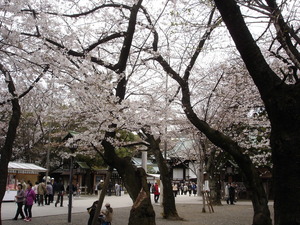 靖国の桜