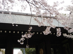 靖国の桜