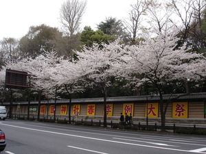 靖国の桜