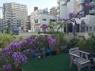 藤の花