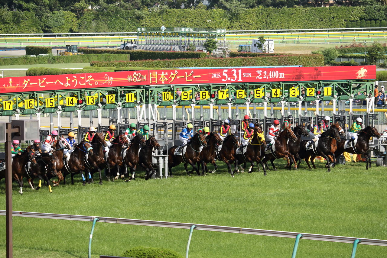 ダービーウィーク ジュビリスタの競馬blog
