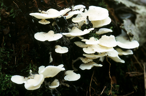 スギヒラタケ 日々のツレヅレグサ