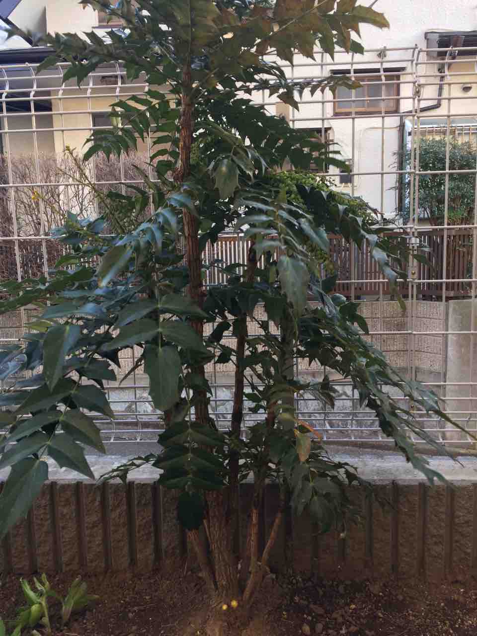 マホニア チャリティー しゆうやんのblog
