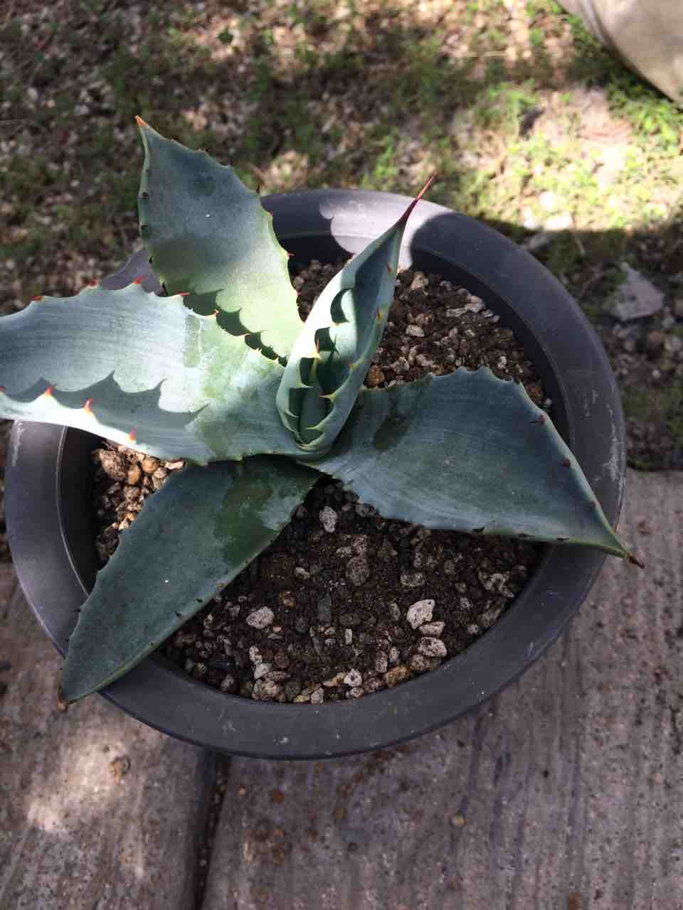 アガベ テマカプリネンシス 大株45センチ アガベ テマカプリネンシス