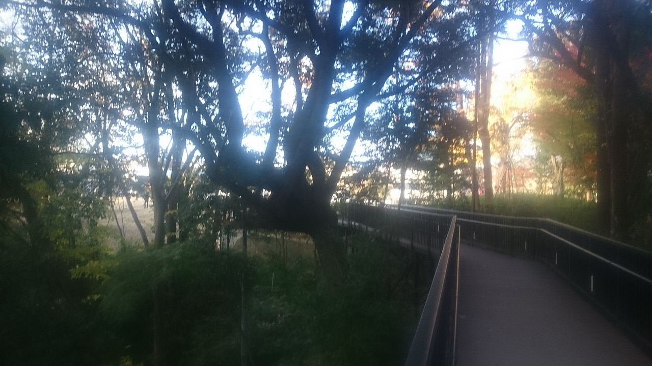 東京の紅葉穴場スポットは 湧水池のある窪地 3 目白の おとめ山公園 生涯一設計士 佐々木繁の日々