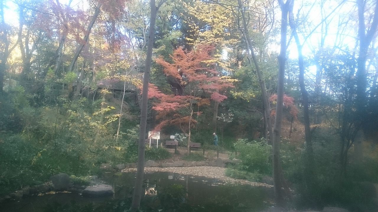 東京の紅葉穴場スポットは 湧水池のある窪地 3 目白の おとめ山公園 生涯一設計士 佐々木繁の日々