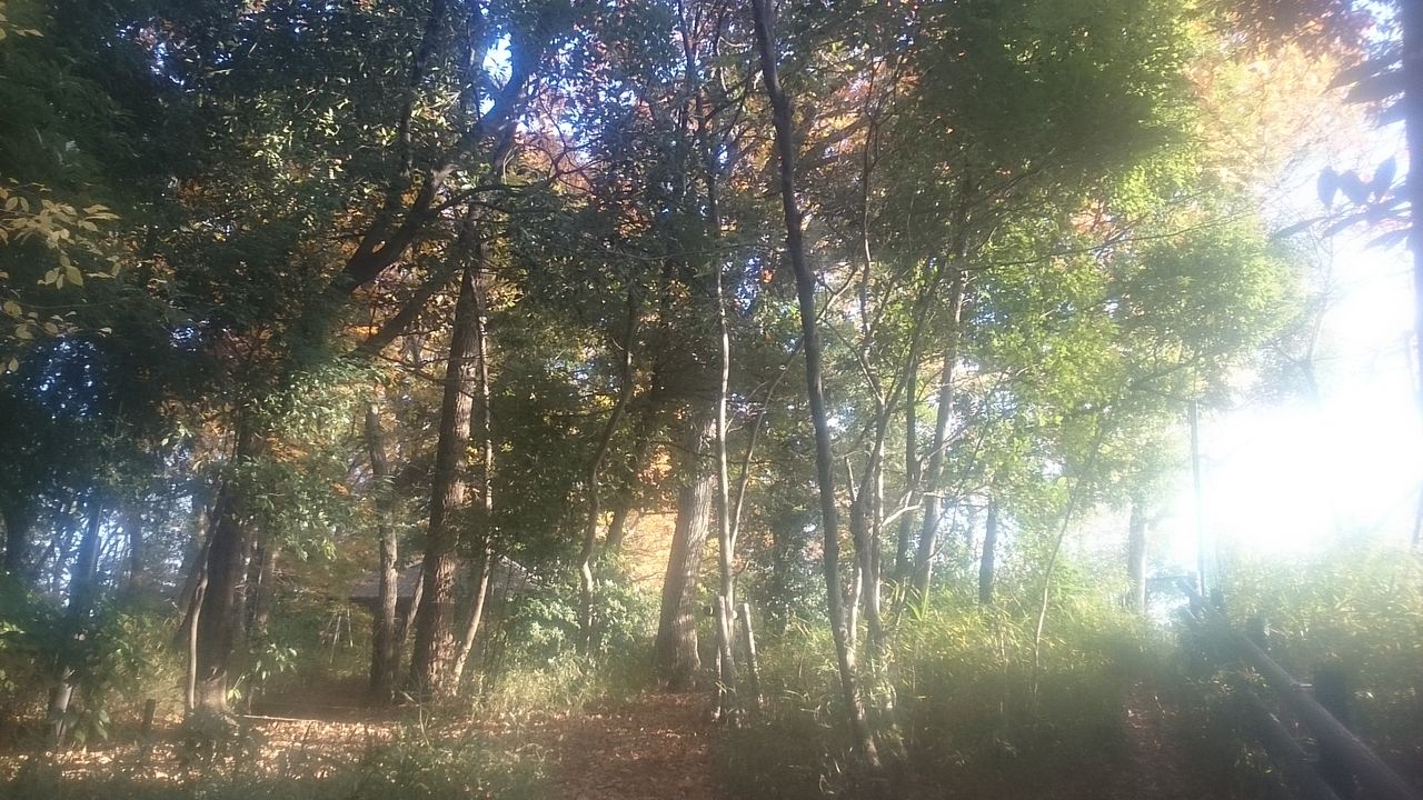 東京の紅葉穴場スポットは 湧水池のある窪地 3 目白の おとめ山公園 生涯一設計士 佐々木繁の日々