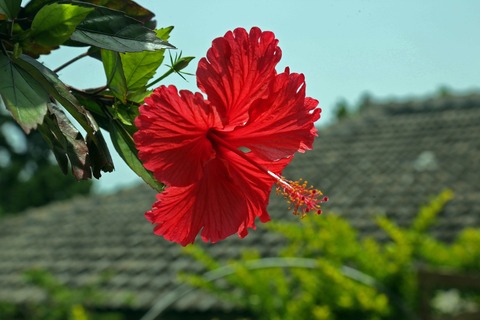 hibiscus-787030_1920