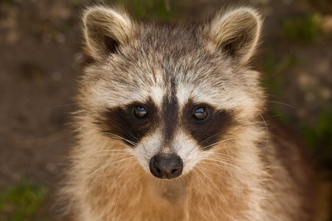 raccoon-1644538_1920