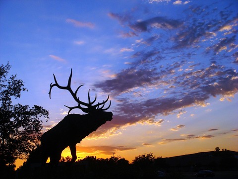 elk-silhouette-616585_1920