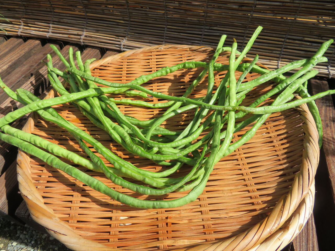 じゅうろくささげ 十六大角豆 ホーミーしあわせ日記