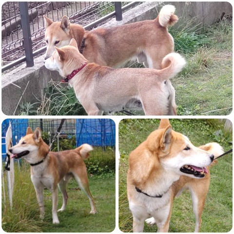 InCollage_20241113_095552471