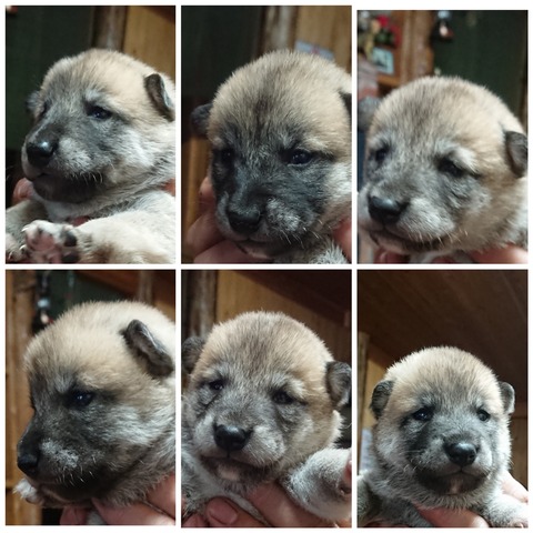 inCollage_20200624_180124019