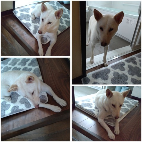 InCollage_20230814_150840356