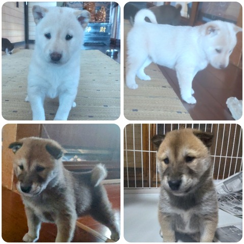 InCollage_20240328_220707782