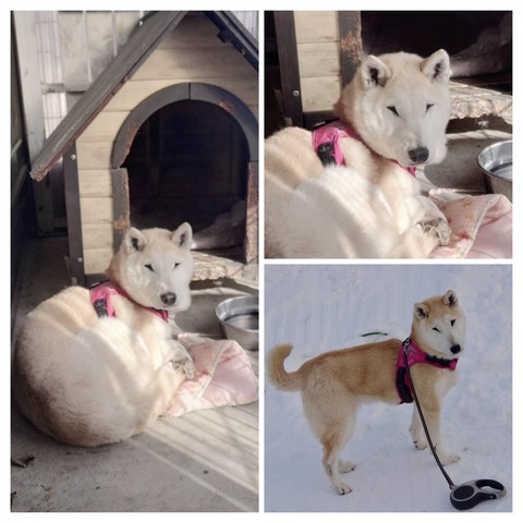 219DB406-EBA3-432D-B6B3-57ACC0CD5B42-COLLAGE