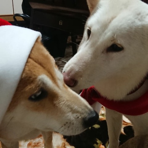 IMG_20181204_083132_227