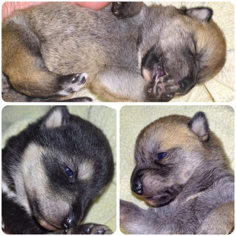 InCollage_20250126_202803726