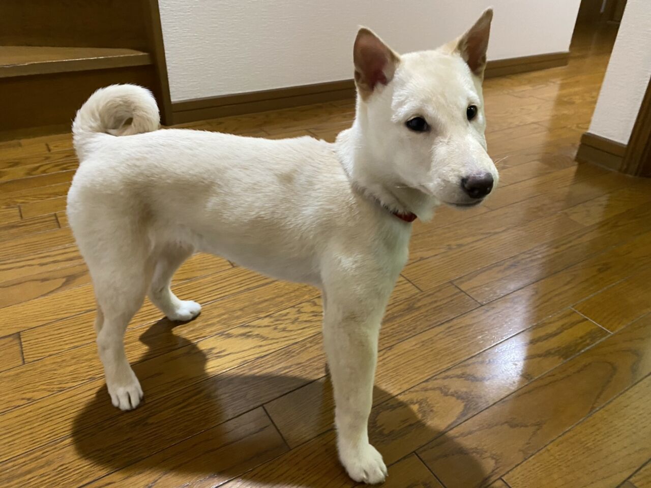 大阪 白柴 幼犬 カイ君 まもなく5ヶ月 柴犬保存会秋田支部