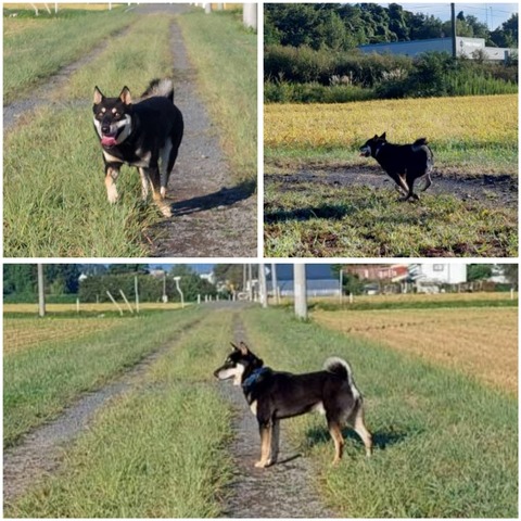 InCollage_20230923_212526055