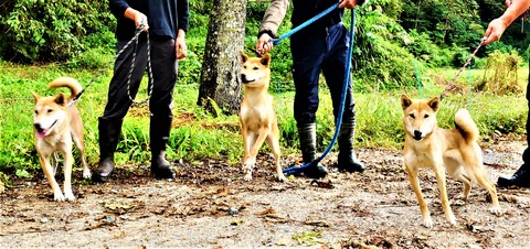 コマ・凛ちゃん・チカ