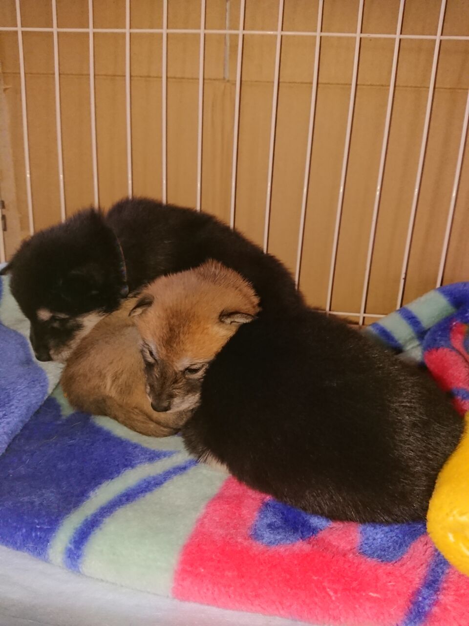 縄文犬 子犬 秋田ではめっきり寒くなりました 柴犬保存会秋田支部 縄文犬 子犬 秋田ではめっきり寒くなりました 柴犬保存会秋田支部