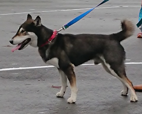 inCollage_20210529_124835188