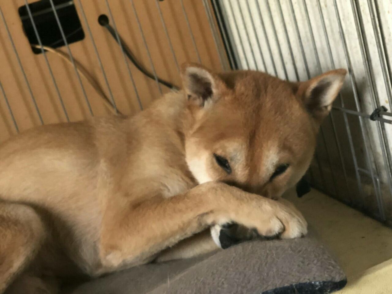 秋田県田沢湖 犬舎号 仙岩の郷 現在5頭のワンちゃんがいます 柴犬保存会秋田支部 秋田県田沢湖 犬舎号 仙岩の郷 現在5頭のワンちゃんがいます 柴犬保存会秋田支部