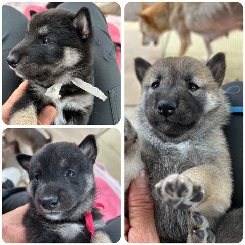 InCollage_20240627_142251526