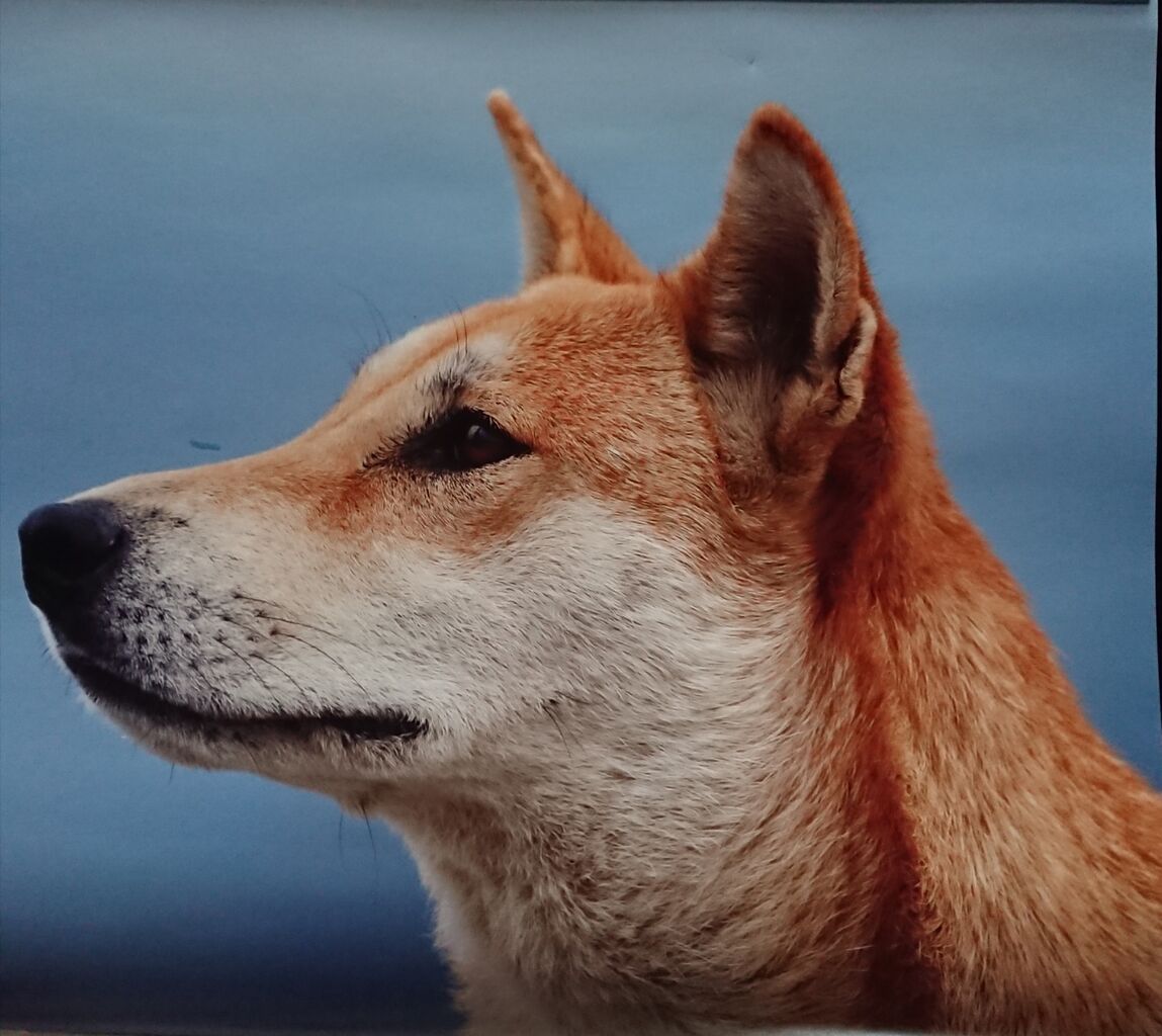 年09月14日 柴犬保存会秋田支部 年09月14日 柴犬保存会秋田支部