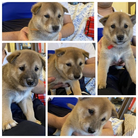 inCollage_20211124_195315369