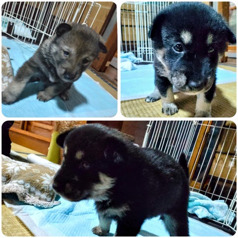 InCollage_20241019_114730781