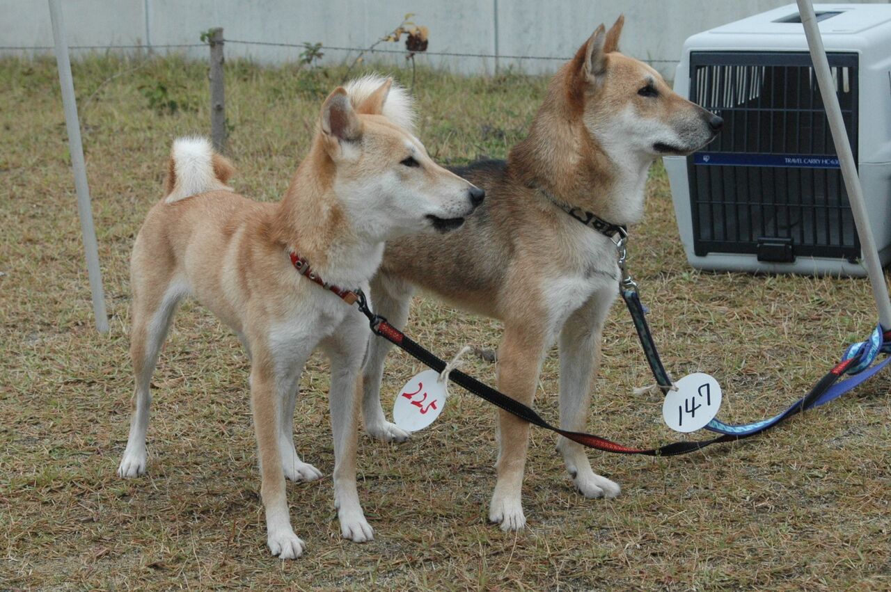 秋田県 はせがわ犬舎 凛々しい親子犬です 柴犬保存会秋田支部