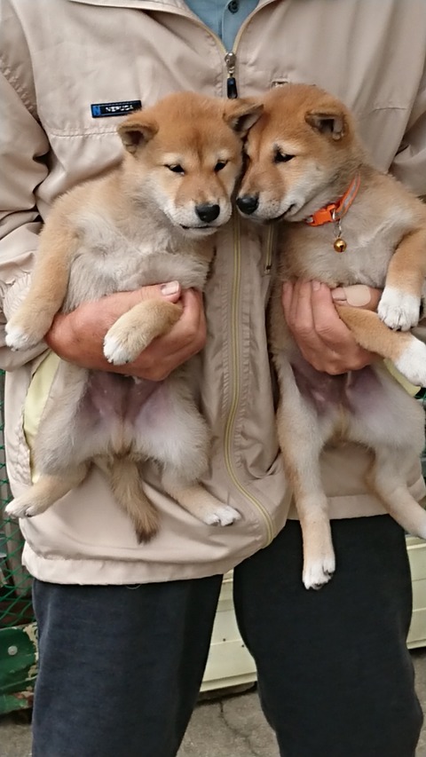 DSCPDC_0003_BURST20190924112015530_COVER