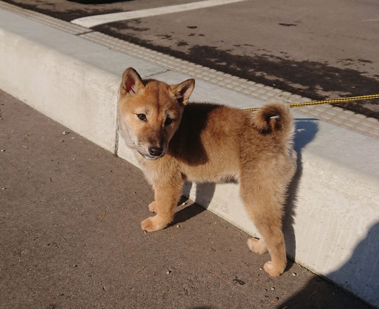 縄文犬 赤柴 幼犬 お尻が可愛い 柴犬保存会秋田支部