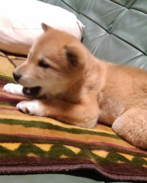 inCollage_20210222_183433947