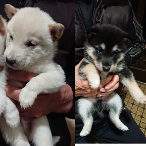 inCollage_20201028_125428992