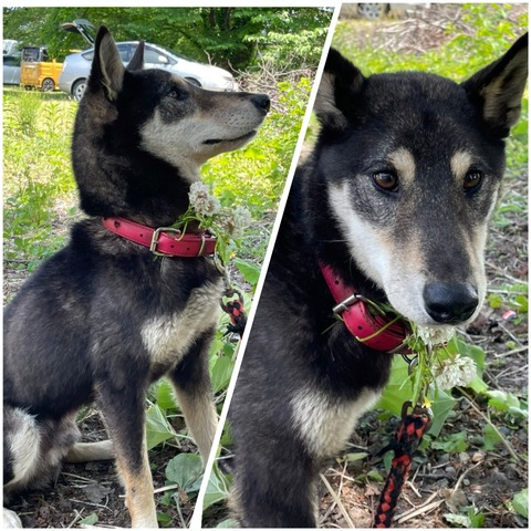 InCollage_20221218_131647125