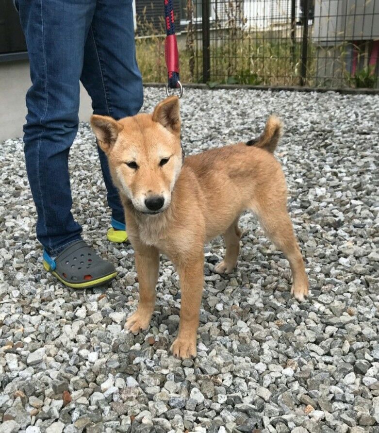 縄文犬 岐阜県 赤柴 4ヶ月幼犬 柴犬保存会秋田支部 縄文犬 岐阜県 赤柴 4ヶ月幼犬 柴犬保存会秋田支部