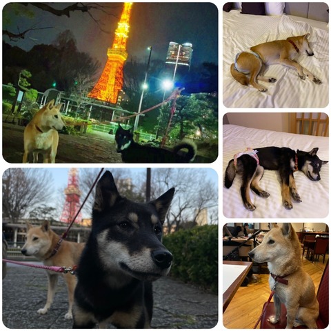 InCollage_20240323_082614911